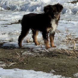 Boy 1 - Red tri Toy Australian Shepherd puppy in Billings, Montana from Chapman's Aussies