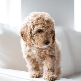 Goldendoodle Puppies from Dashing Doodle Pups