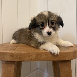 Eevee - White and red female Pembroke Welsh Corgi puppy in Red Bluff, California from Wilder Ranch Corgis