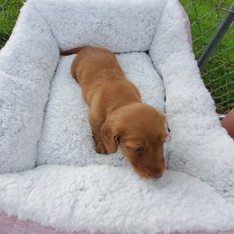 Dachshund Puppies from Chelisa Crabtree