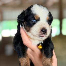 Prim ASDR - Red tri female Miniature Australian Shepherd puppy in Polk City, Florida from Skaky Shepherds