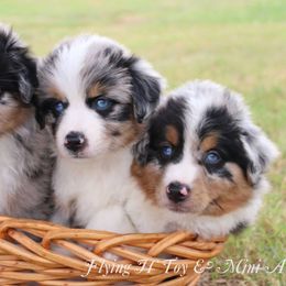 Miniature Australian Shepherd and Toy Australian Shepherd Puppies from Flying H Toy and Mini Aussies