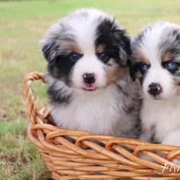 Miniature Australian Shepherd and Toy Australian Shepherd Puppies from Flying H Toy and Mini Aussies