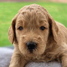 Maximus - orange collar - Max - Cream male Goldendoodle puppy in Phoenix, Arizona from Kerri's Goldendoodles