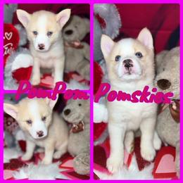 Pomsky Puppies from Pom Pom Pomskies