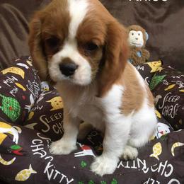 Cavalier King Charles Spaniel Puppies from Hungarian Cavaliers of Nashville