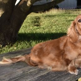 Pearl - Dachshund