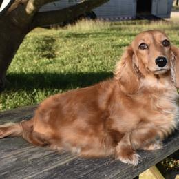 Pearl - Dachshund