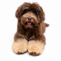 Australian Labradoodle, Cavapoo, Goldendoodle, Golden Mountain Doodle, and Poodle All Grown Up from Dawson's Royal Companions