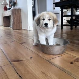 Great Pyrenees Puppies from McCarthy Ranchette LLC
