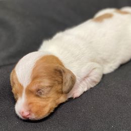 Schmidt - Red male Dachshund puppy in Portsmouth, Ohio from Tygart Creek Dachshunds
