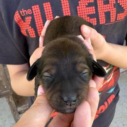 Ophelia - Chocolate and tan female Dachshund puppy in Troup, Texas from East Texas Dachshunds