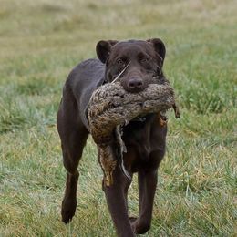 Labrador Retriever All Grown Up from Top Game Retrievers