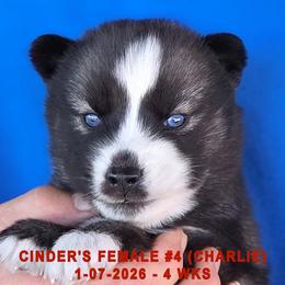 CINDER'S FEMALE 4 - Black and white female Siberian Husky puppy in Manilla, Iowa from Bruck's Siberian Huskies