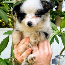 Miniature American Shepherd Puppies from Gulf Coast Minis