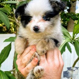 Miniature American Shepherd Puppies from Gulf Coast Minis