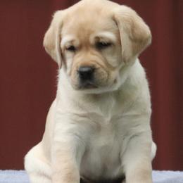 Labrador Retriever Puppies from Pineview Meadow Labradors