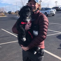 Aussiedoodle Puppies from Stone Table Ranch