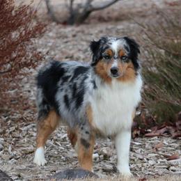 Pearl - Miniature Australian Shepherd