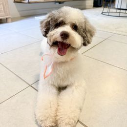 Romi - Aussiedoodle