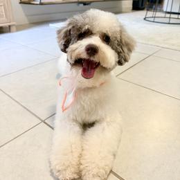Romi - Aussiedoodle