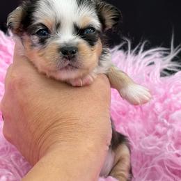 Lolly - Black and tan female Chihuahua puppy in Franklin, North Carolina from A&J Cutie Pawtooties