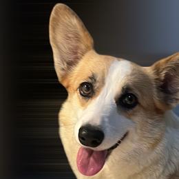 Charlotte - Pembroke Welsh Corgi