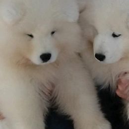 Samoyed Puppies from Mountain Laurel Samoyeds
