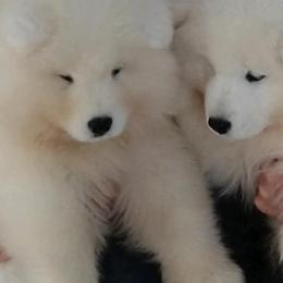 Samoyed Puppies from Mountain Laurel Samoyeds