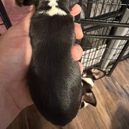 Blake - Black and white male Chihuahua puppy in Madison, Virginia from KimberGlen Chihuahuas