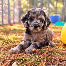 June - Black and tan female Cockapoo puppy in Ellaville Ga, Georgia from Lakeside Cockapoos