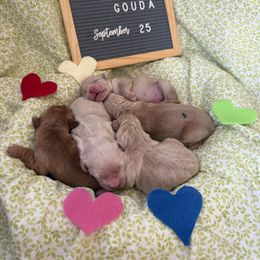 Boy 2 - male Golden Retriever puppy in Novato, California from Level Up Retrievers