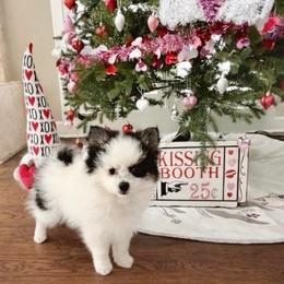 Gemma - Black and white female Pomsky puppy in Long Grove, Illinois from Windy City Pomsky