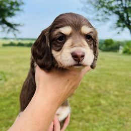 Dachshunds from Schmitt Dachshunds