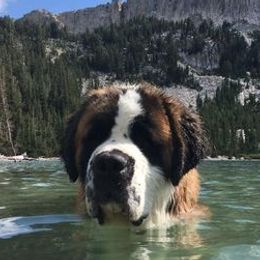 Saint Bernards from Hawtrey Saint Bernards