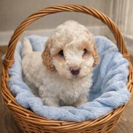 Bodhi - Apricot male Goldendoodle puppy in North Branch, Michigan from Graceful Miniature Goldendoodles