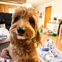 Lulu - Goldendoodle