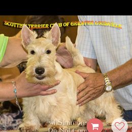 Scottish Terrier Puppies from Gina Smith
