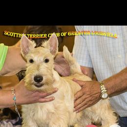 Scottish Terrier Puppies from Gina Smith
