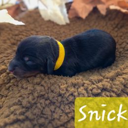Snickers - Black and tan female Dachshund puppy in Lubbock, Texas from Wagging Tails