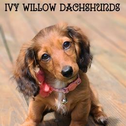 Dachshund Puppies from Ivy Willow Dachshunds
