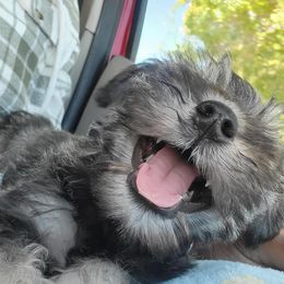 Miniature Schnauzer Puppies from Puppies Paw Schnauzers in Colorado