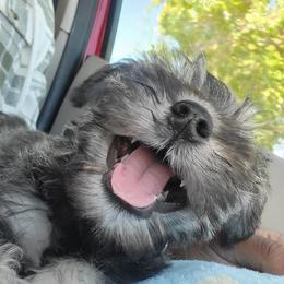 Miniature Schnauzer Puppies from Puppies Paw Schnauzers in Colorado