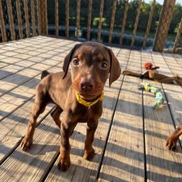 Yellow Female - Red and rust female Doberman Pinscher puppy in Madison, Indiana from Jensen Dobermans and Dachshunds