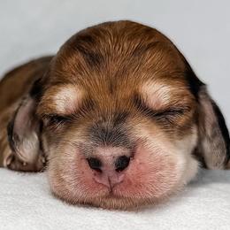 Valencia - Red female Dachshund puppy in Winamac, Indiana from WZ Kennels