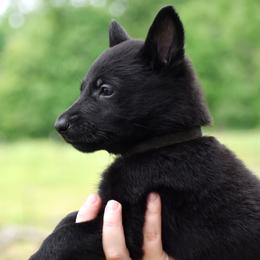 Black Collar Girl - Black female German Shepherd puppy in Oxford, Arkansas from Atlas Shepherds