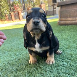 Boy 3 - Black and brown male Basset Hound puppy in Cedartown, Georgia from Parris Manor Bassets