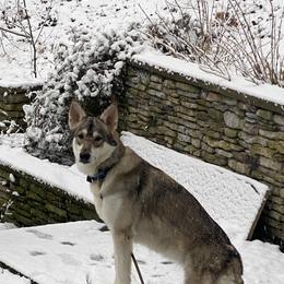 Tamaskan puppies from Ageli Lykon