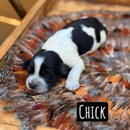 Chick - Black and white female English Springer Spaniel puppy in Uvalda, Georgia from Willow Creek Farms