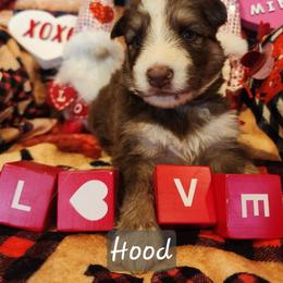 Hood - Panda male German Shepherd puppy in Los Lunas, New Mexico from Mali's German Shepherds LLC